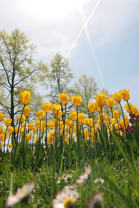 Tulipes_a_Morges_2008-032_2