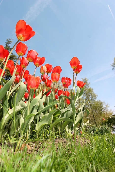 Tulipes_a_Morges_2008-133_2