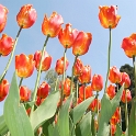 Tulipes_a_Morges_2008-118_2