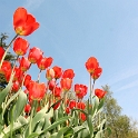 Tulipes_a_Morges_2008-133_2